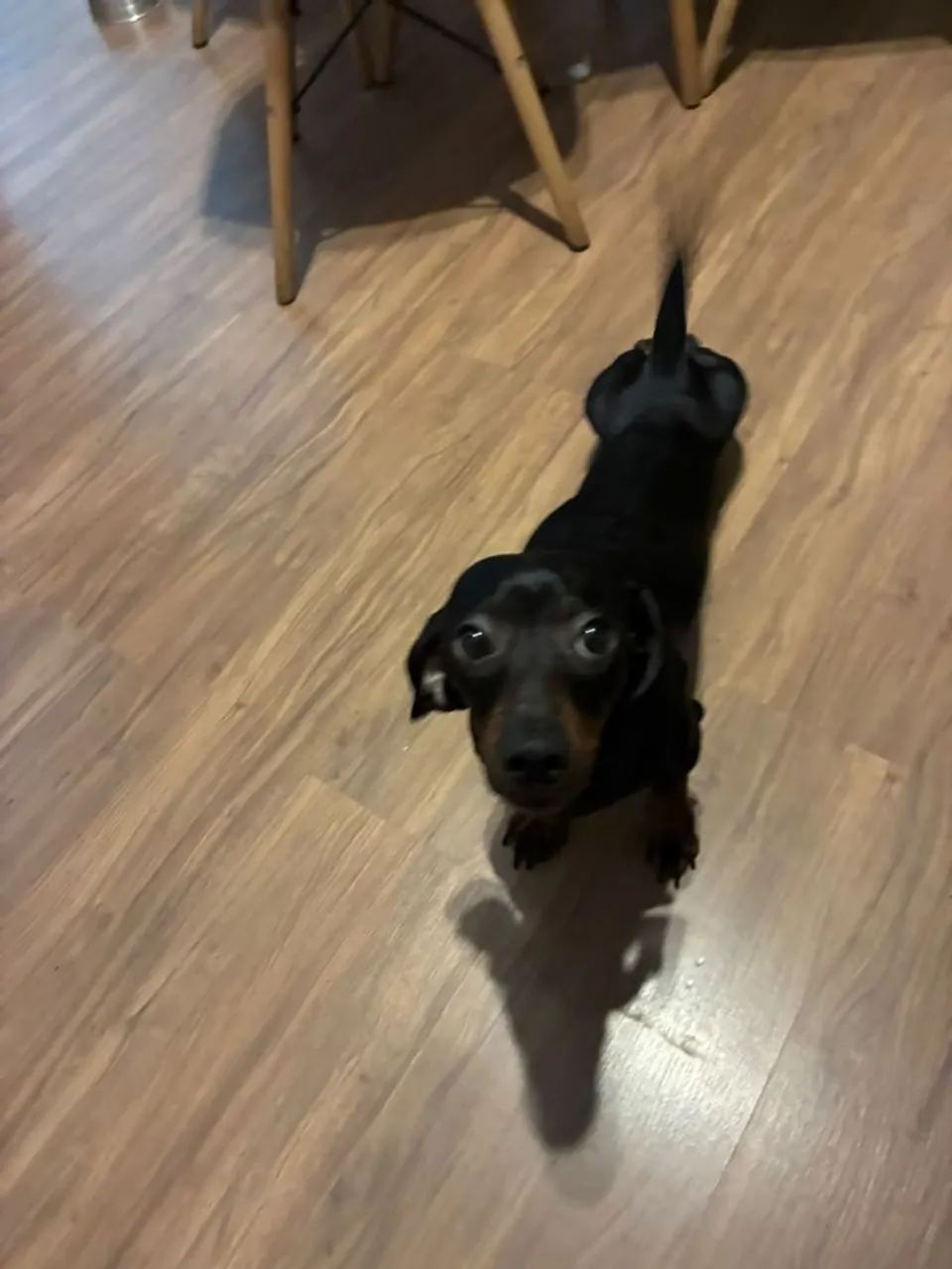 Cachorro salsichinha - Foto 3