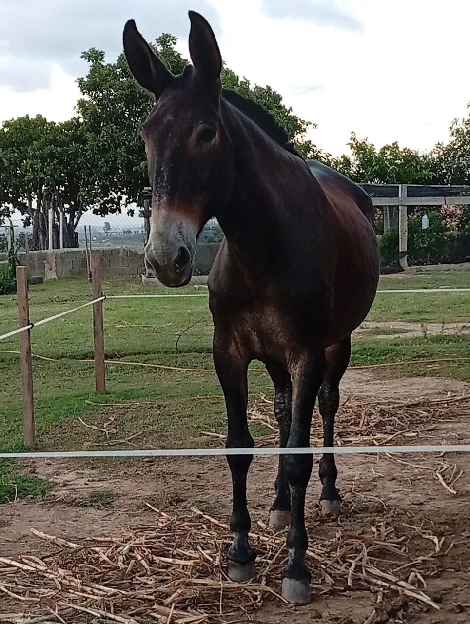 Burro manso  - Foto 3