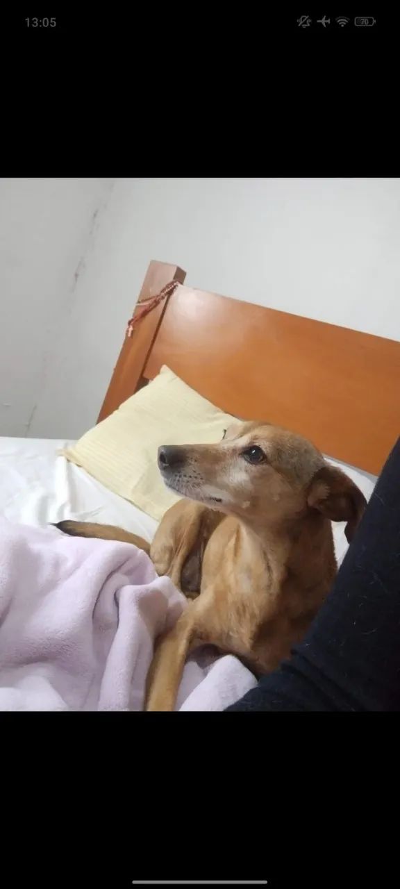 pet