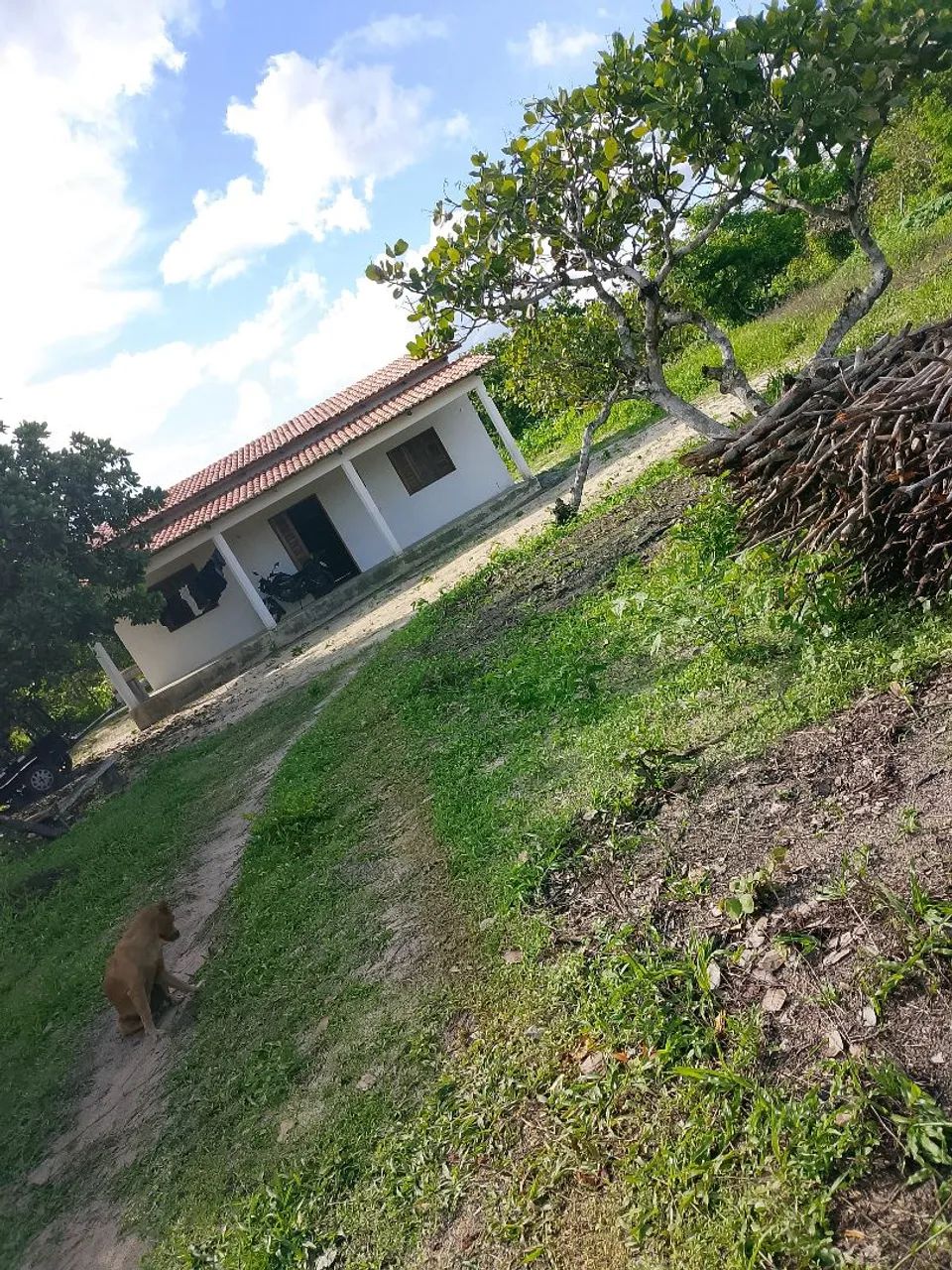 Vendo ou troco sítio em trairi  - Foto 5