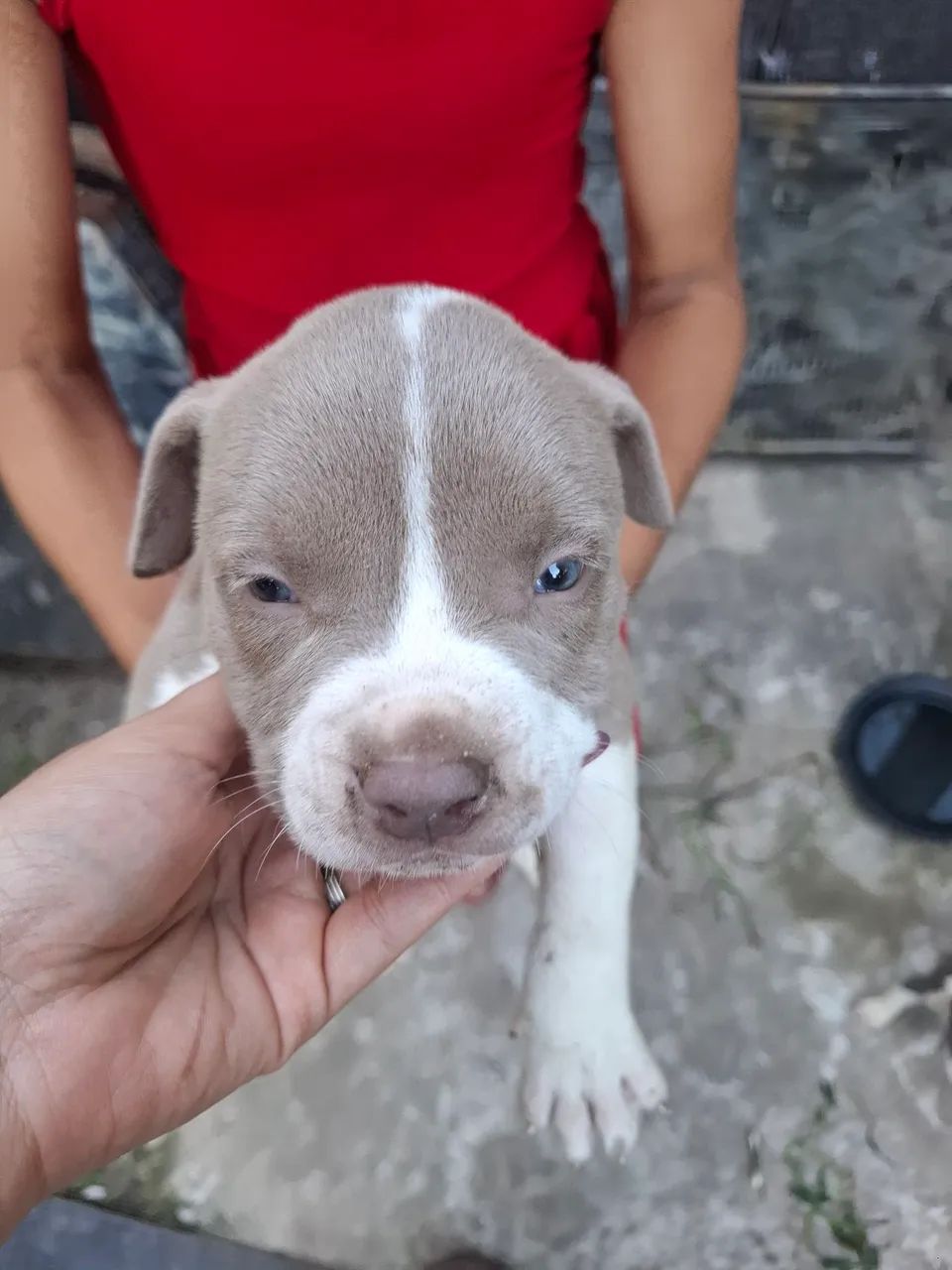 Filhote de American bully standard  - Foto 5