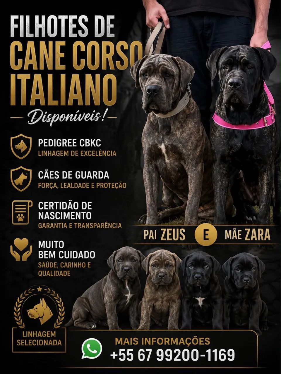 CANE CORSO C/ Pedigree 