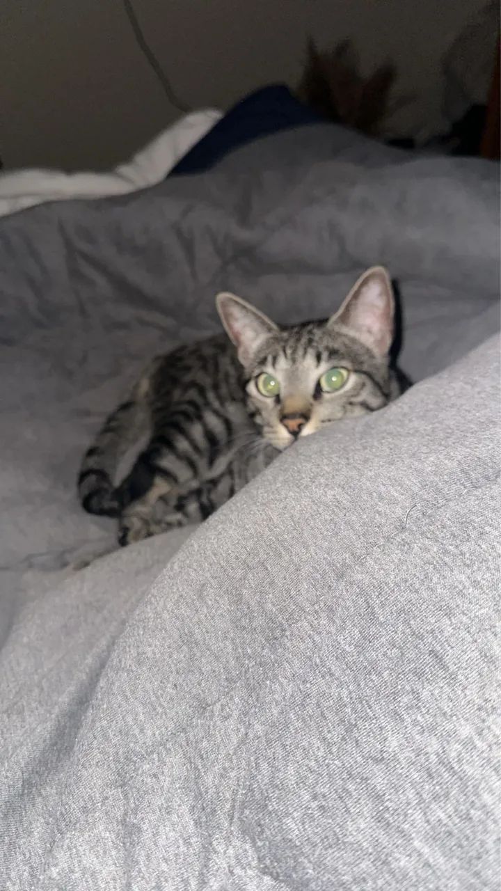 Doa-se gatinho? - Foto 4