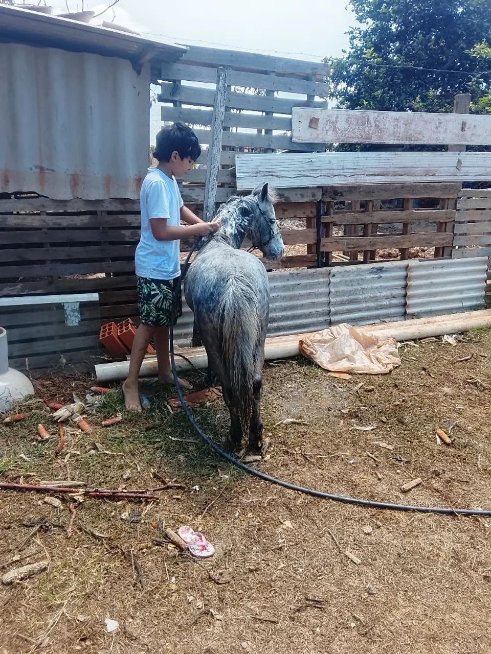Mini pônei lindo e mansinho - Foto 5