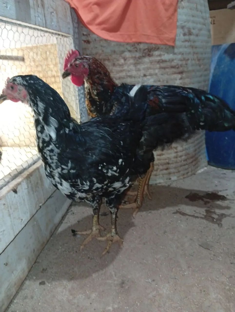 Casal de sertanejo balão  - Foto 2