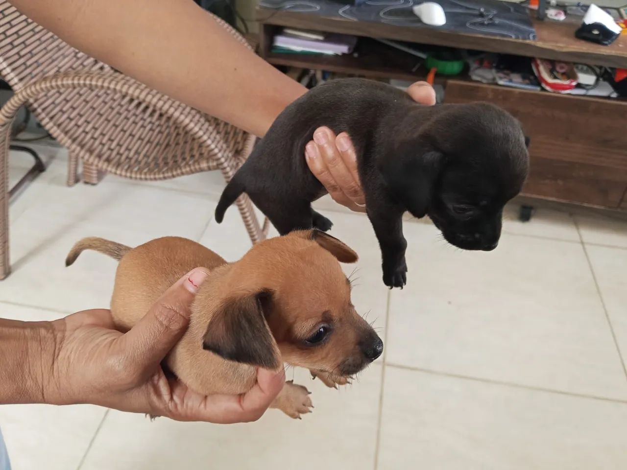 Cachorro Pincher  - Foto 3