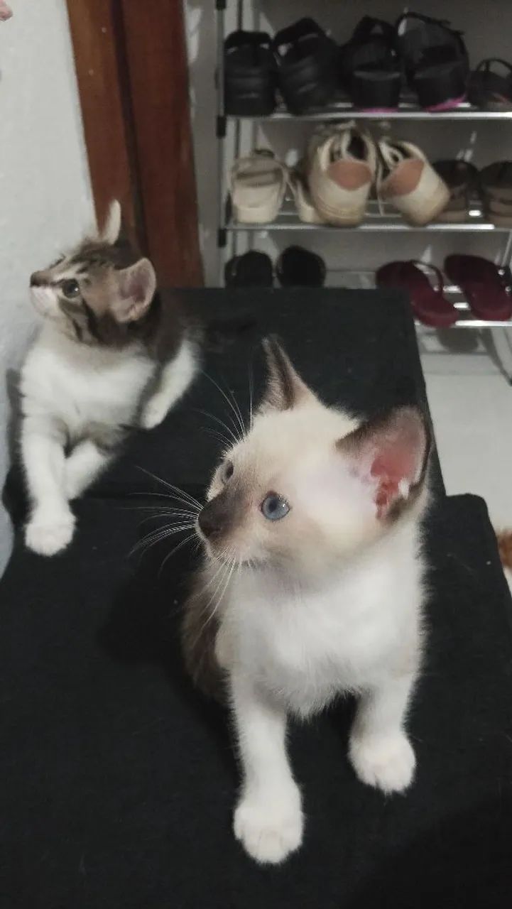 Doação de gatinhos - Foto 2