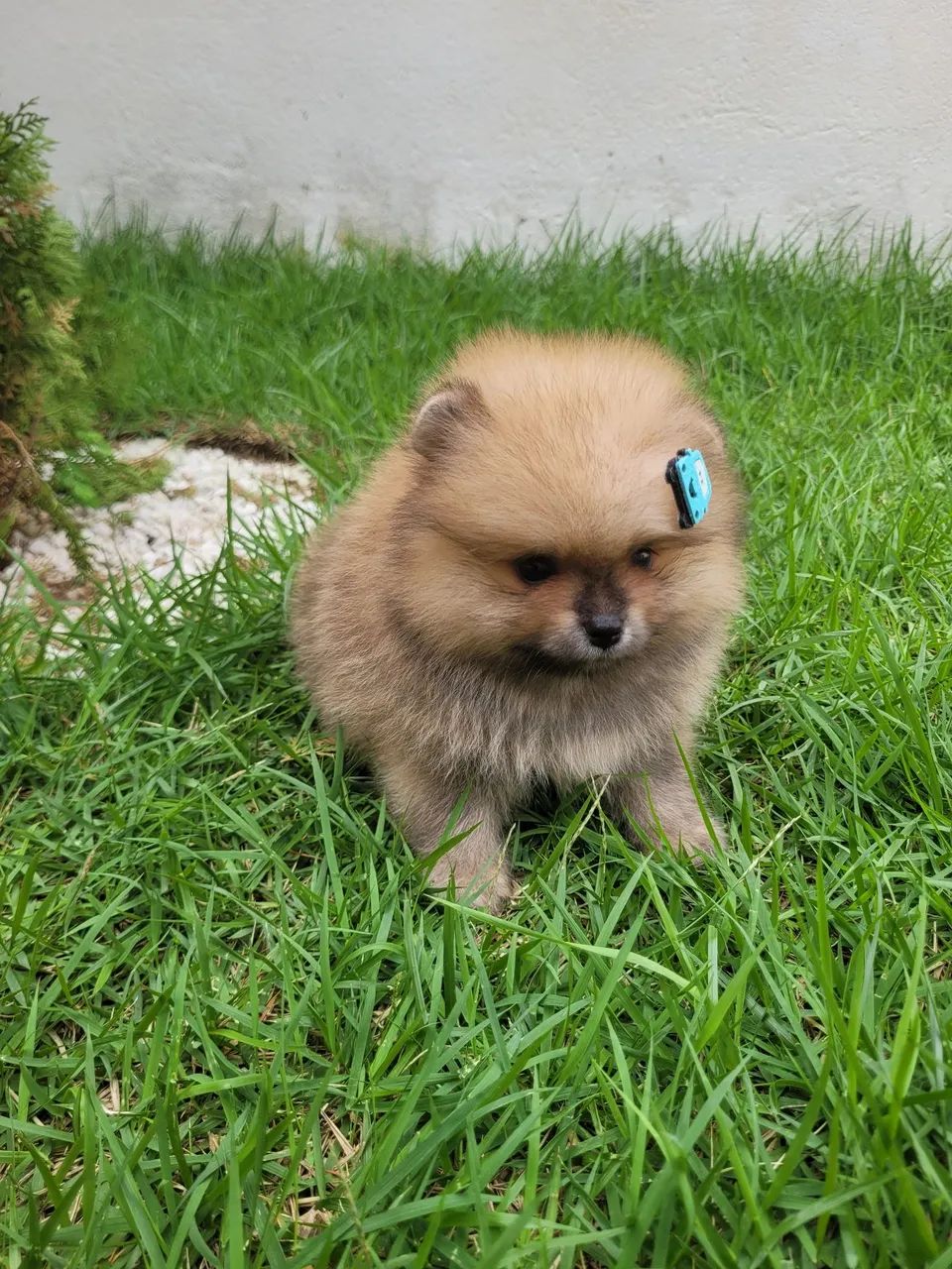 Spitz Alemão  - Foto 3