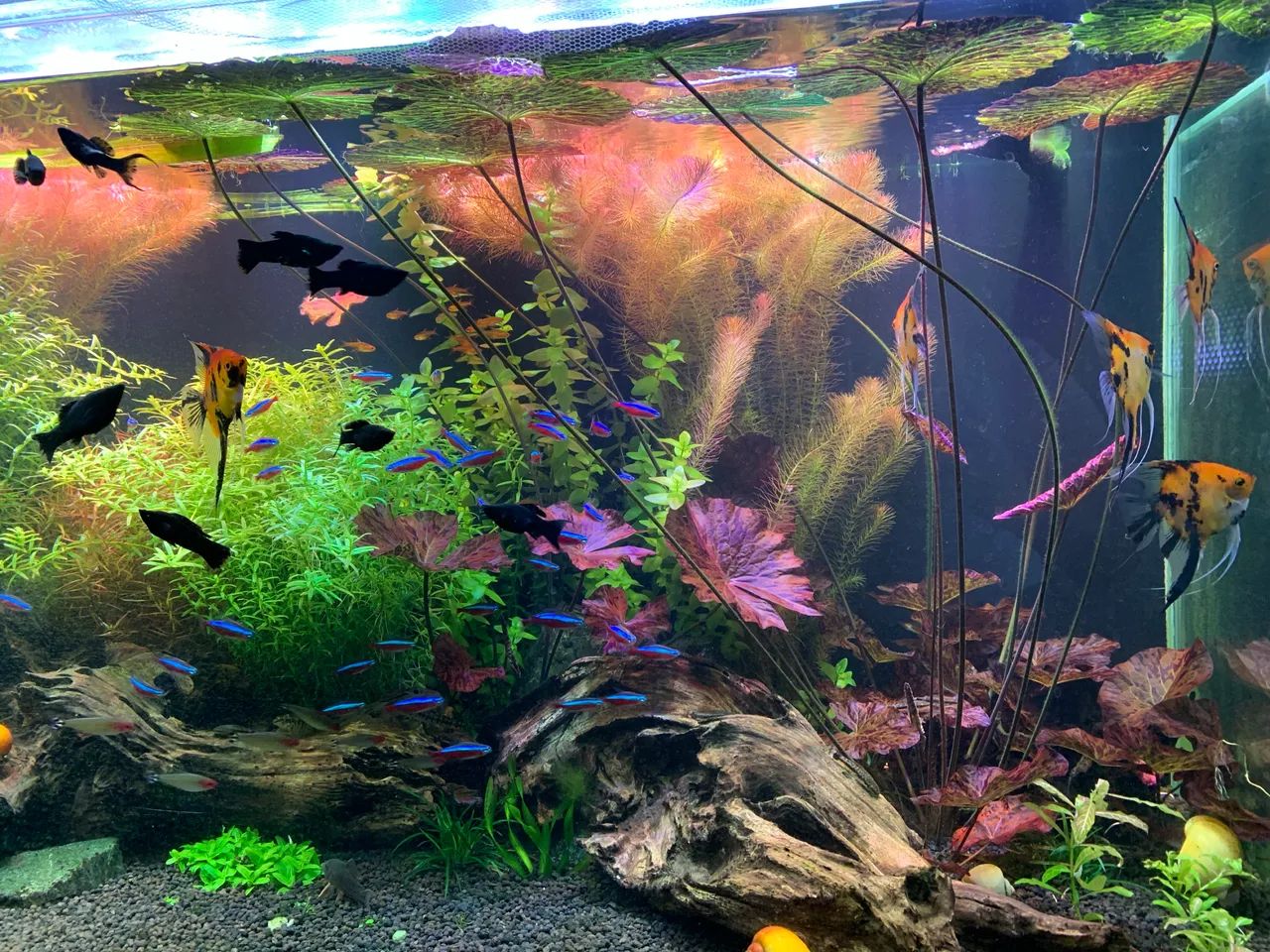 Vendo aquario 412l, sump e móvel - Foto 5