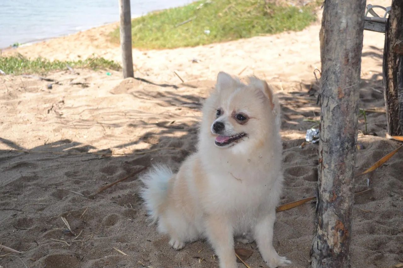 Lindo Lulu procurando uma namorada  - Foto 4