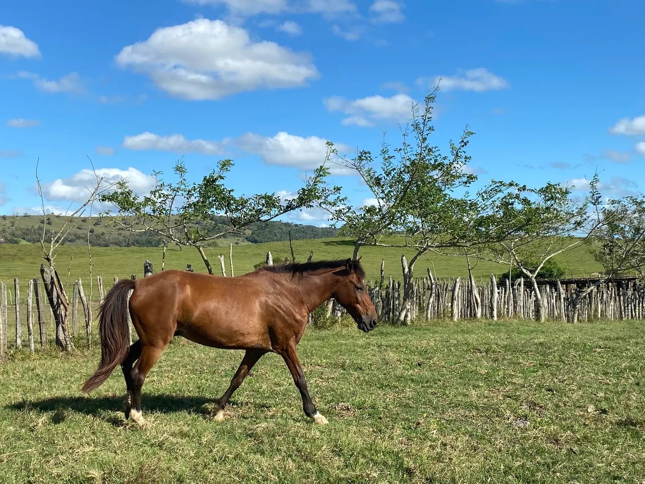 Cavalo marcha picada 