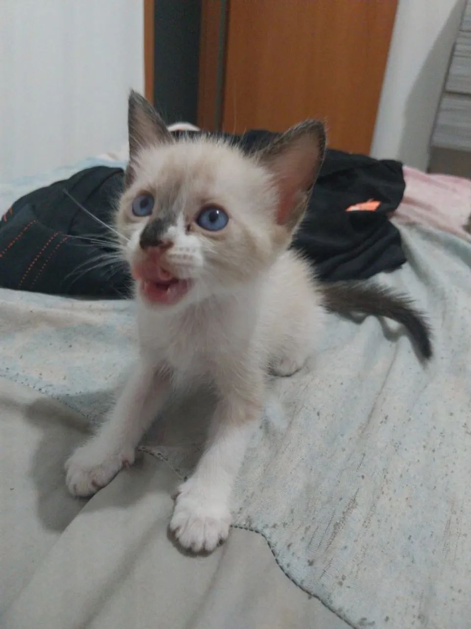 Gatos para adoção  - Foto 3