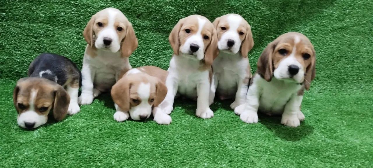 Filhotes de Beagle - Foto 4