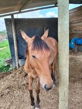 Potro. A. Venda  - Foto 4