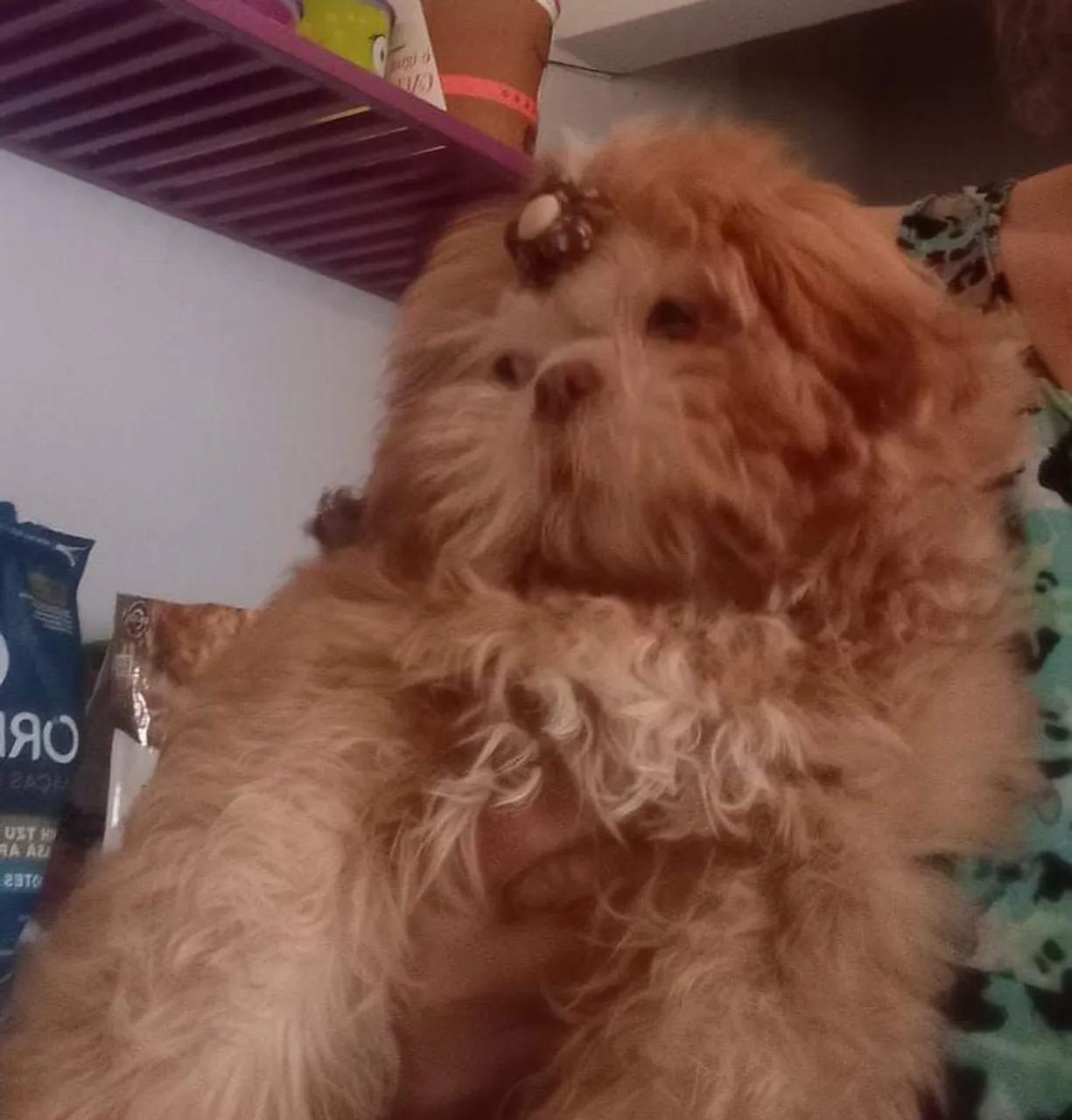 Shih Tzu machinho cor Rara  - Foto 5