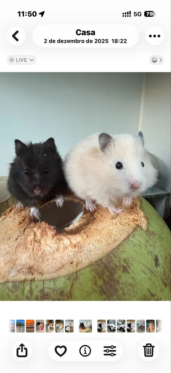 Hamster angora sírio lindos - Foto 3