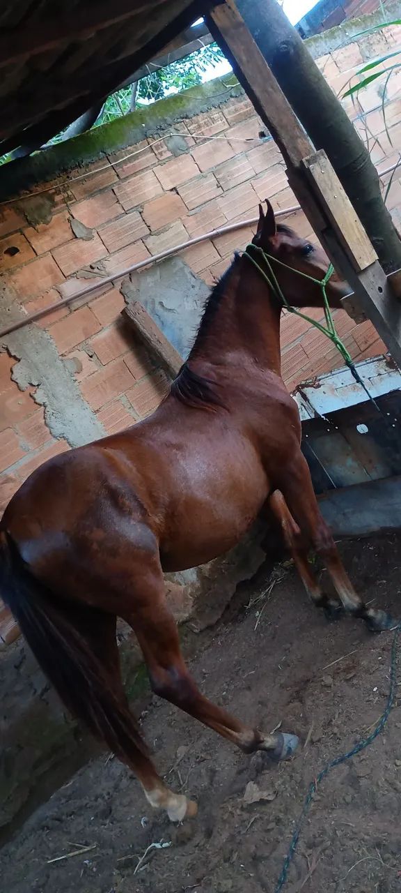 Animais para vender rapido