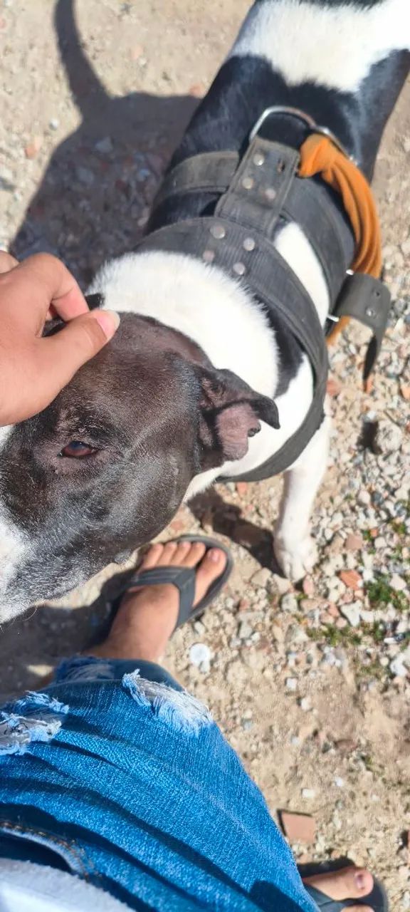 Pitbull abandonado - Foto 3
