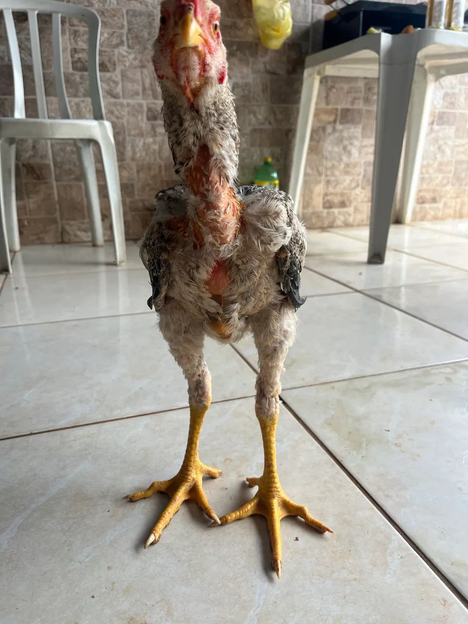 Vendo filhotes de Índio gigante  - Foto 5