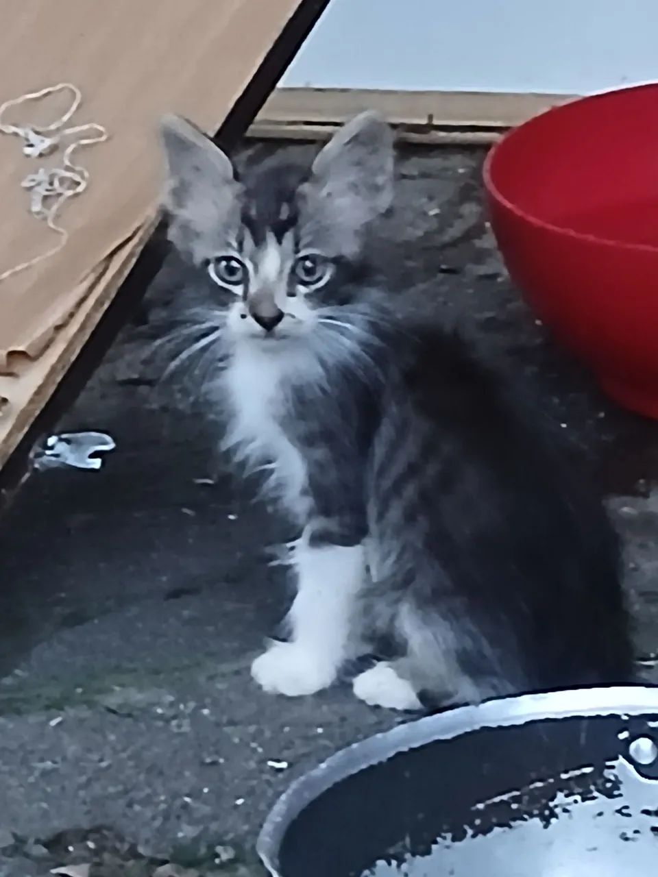 Gatinhos doação  - Foto 5