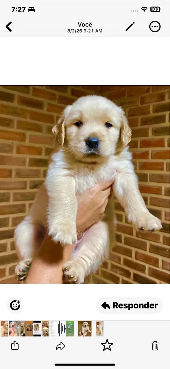 Golden retriever 