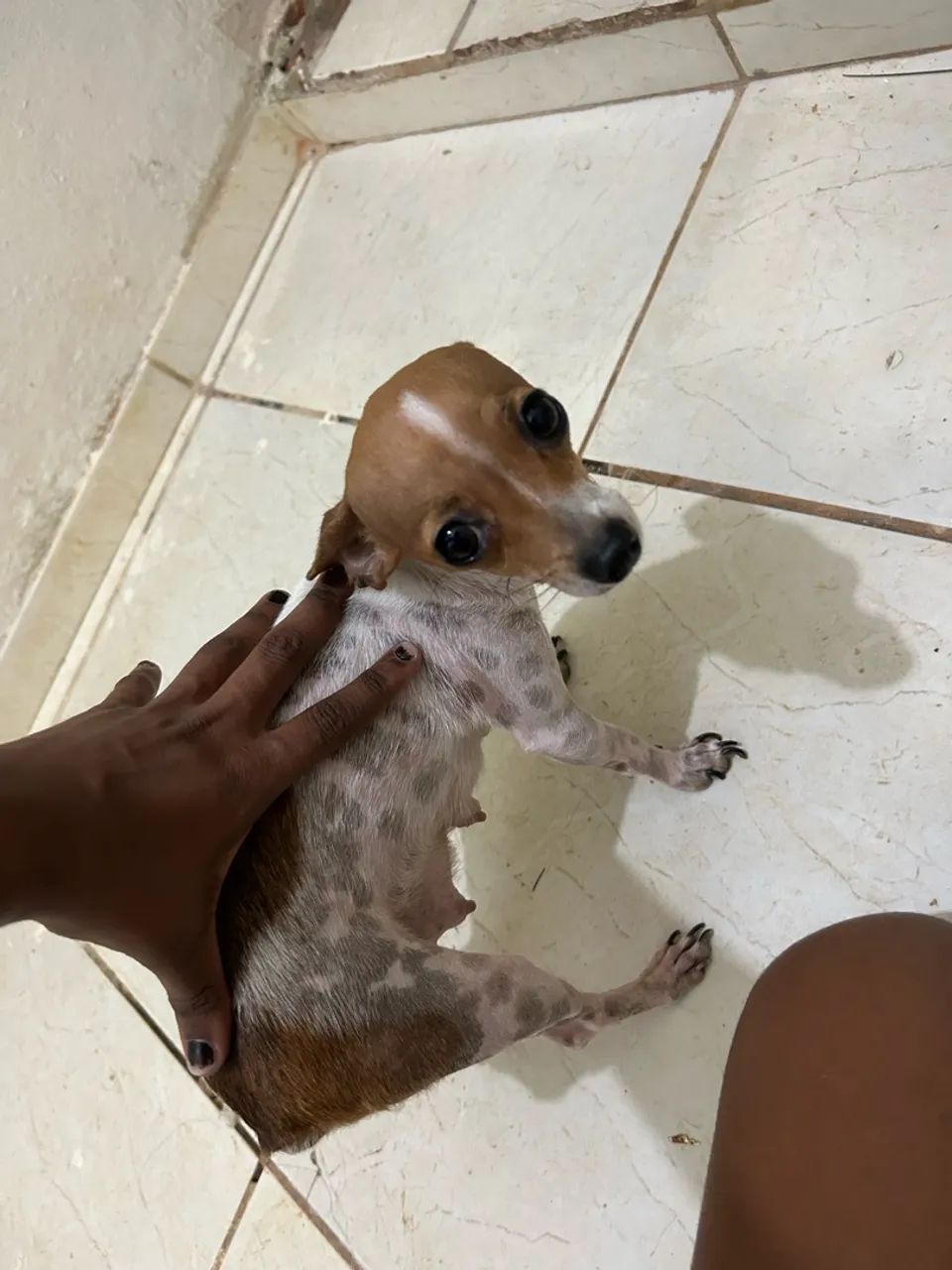 Vendo Pinscher - Foto 4