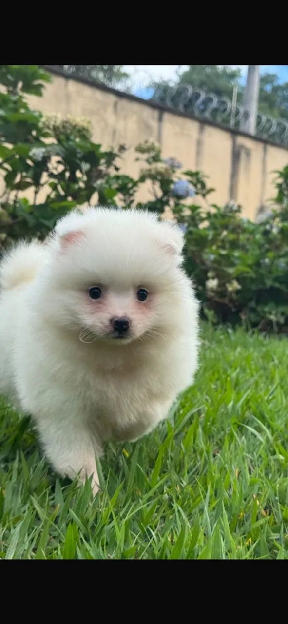 Cachorro 