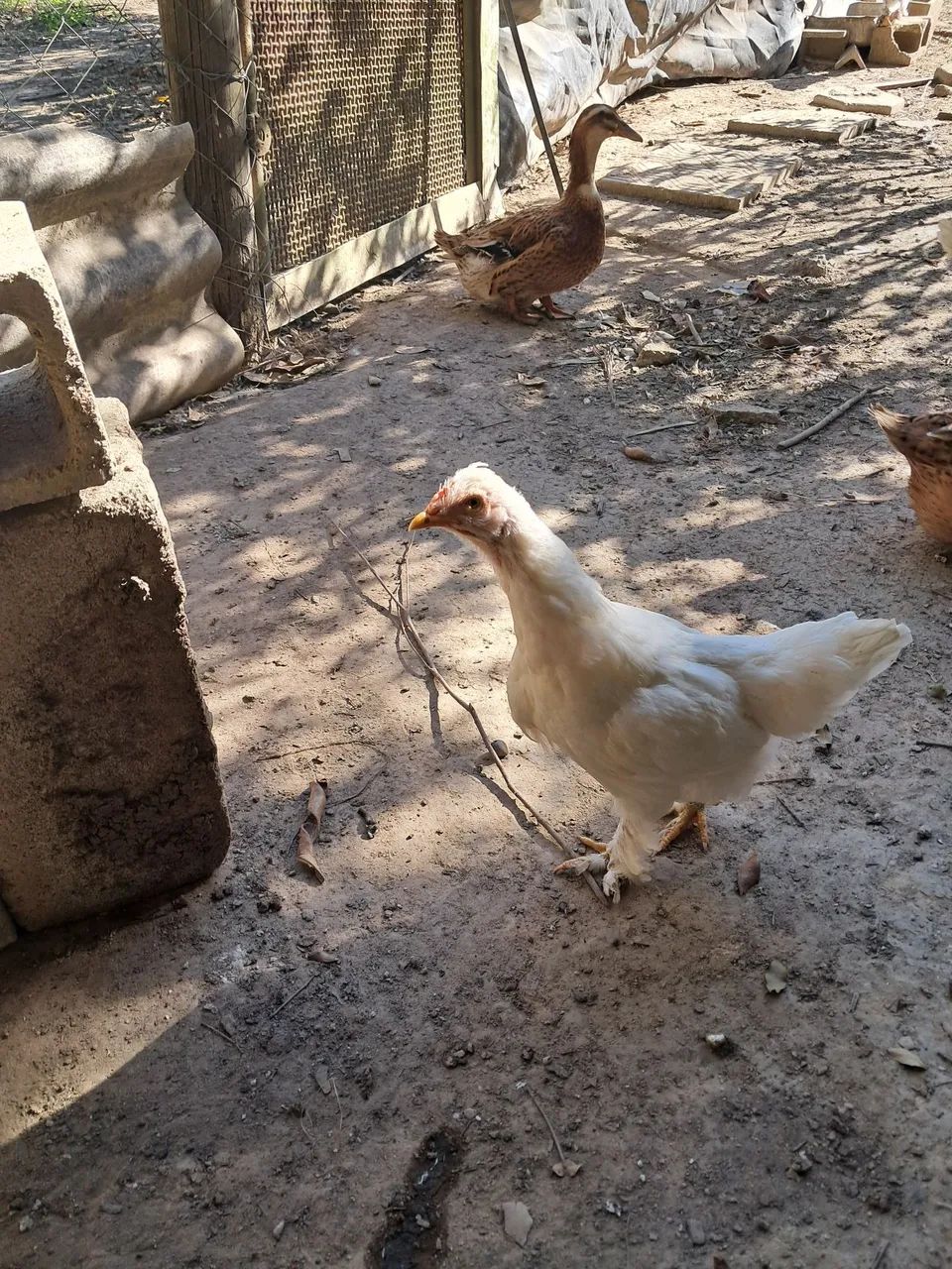 Galinhas e frangos a venda  - Foto 4
