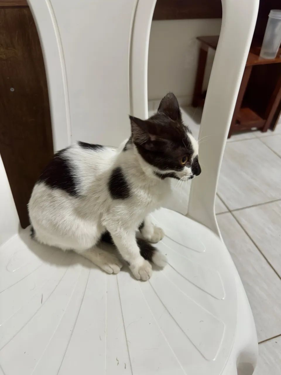 Doação 3 meses fêmea - Foto 6