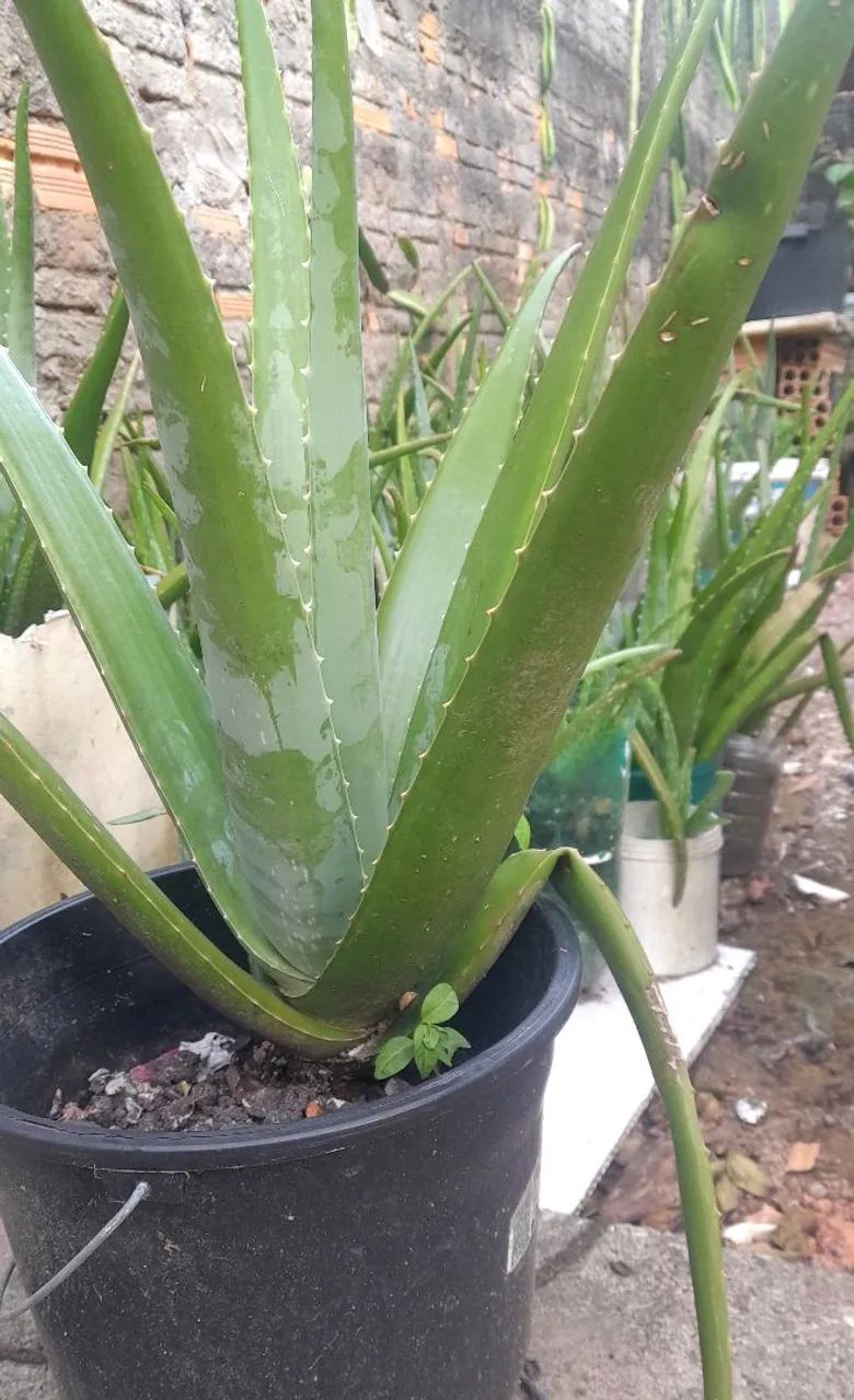 Babosa gigante 