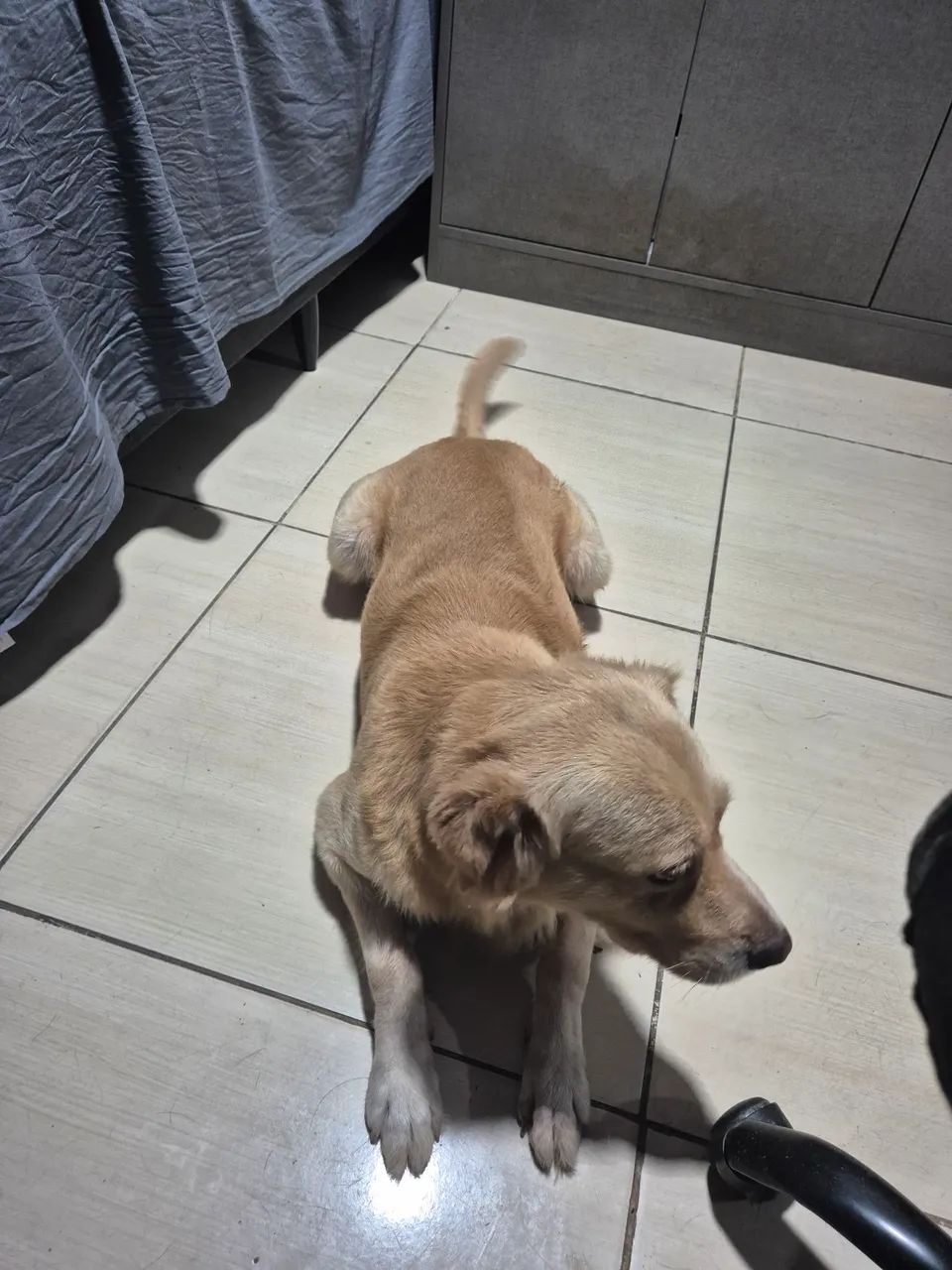 ADOÇÃO URGENTE - Foto 3