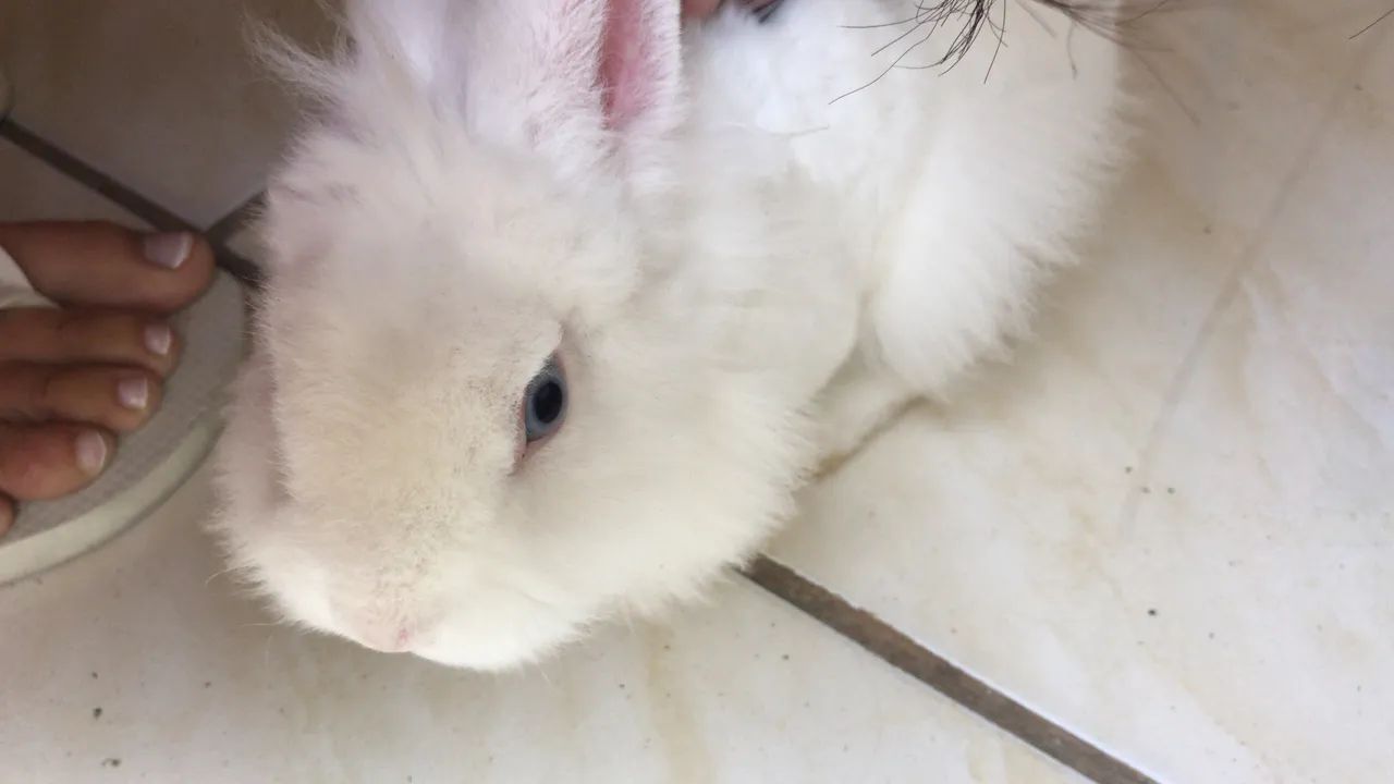 Pet - Foto 5