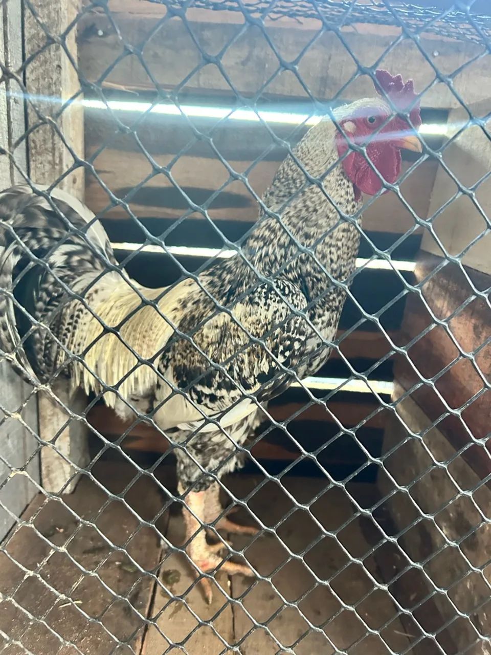 Vendo galo lindo  - Foto 2