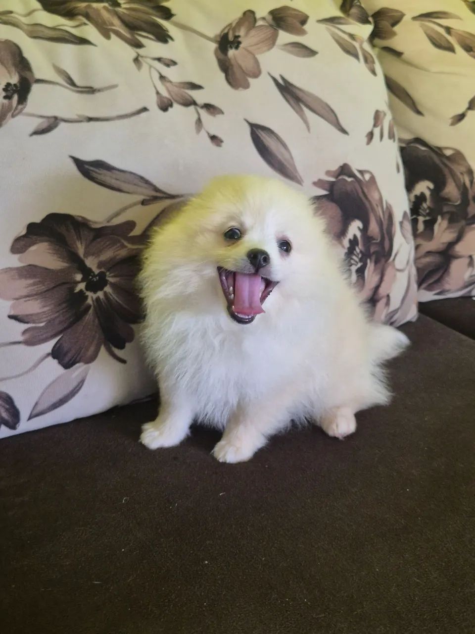 Spitz alemão macho  - Foto 4