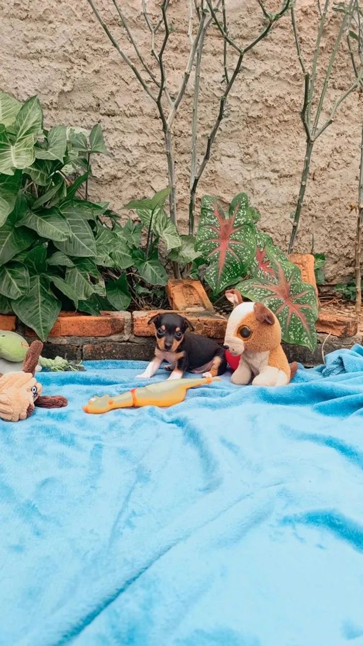 Pinscher n° 0. - Foto 4