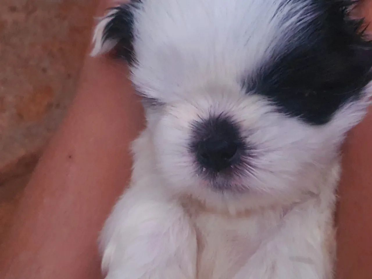 Vendo filhote shitzu macho  - Foto 3