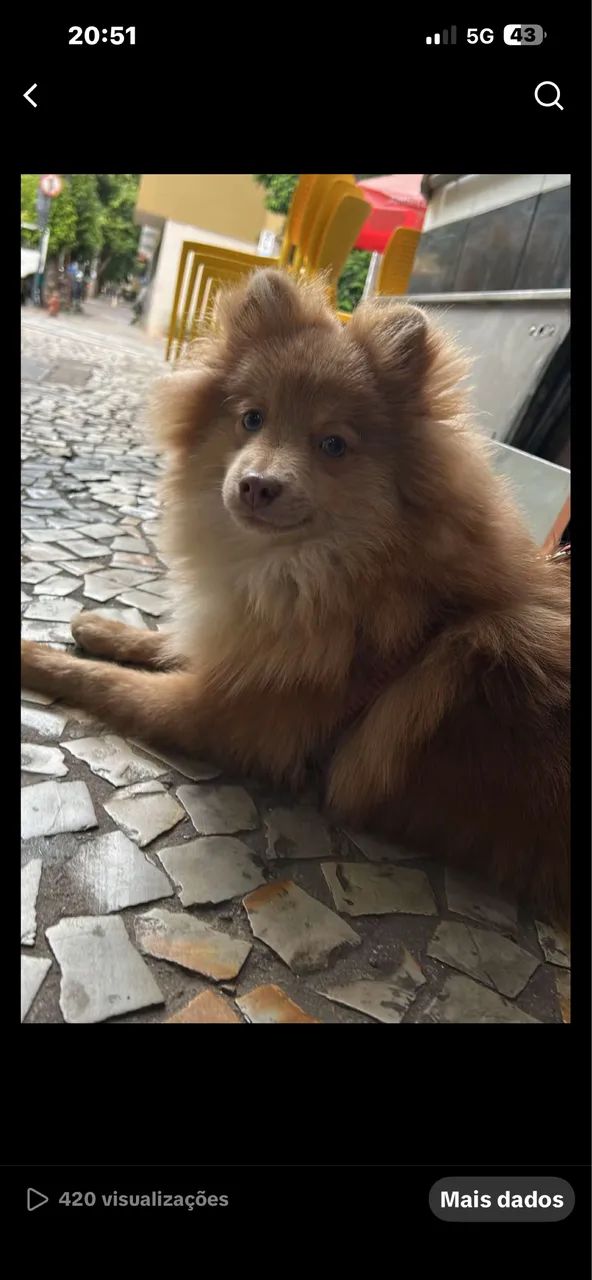 Sptiz alemão  - Foto 2