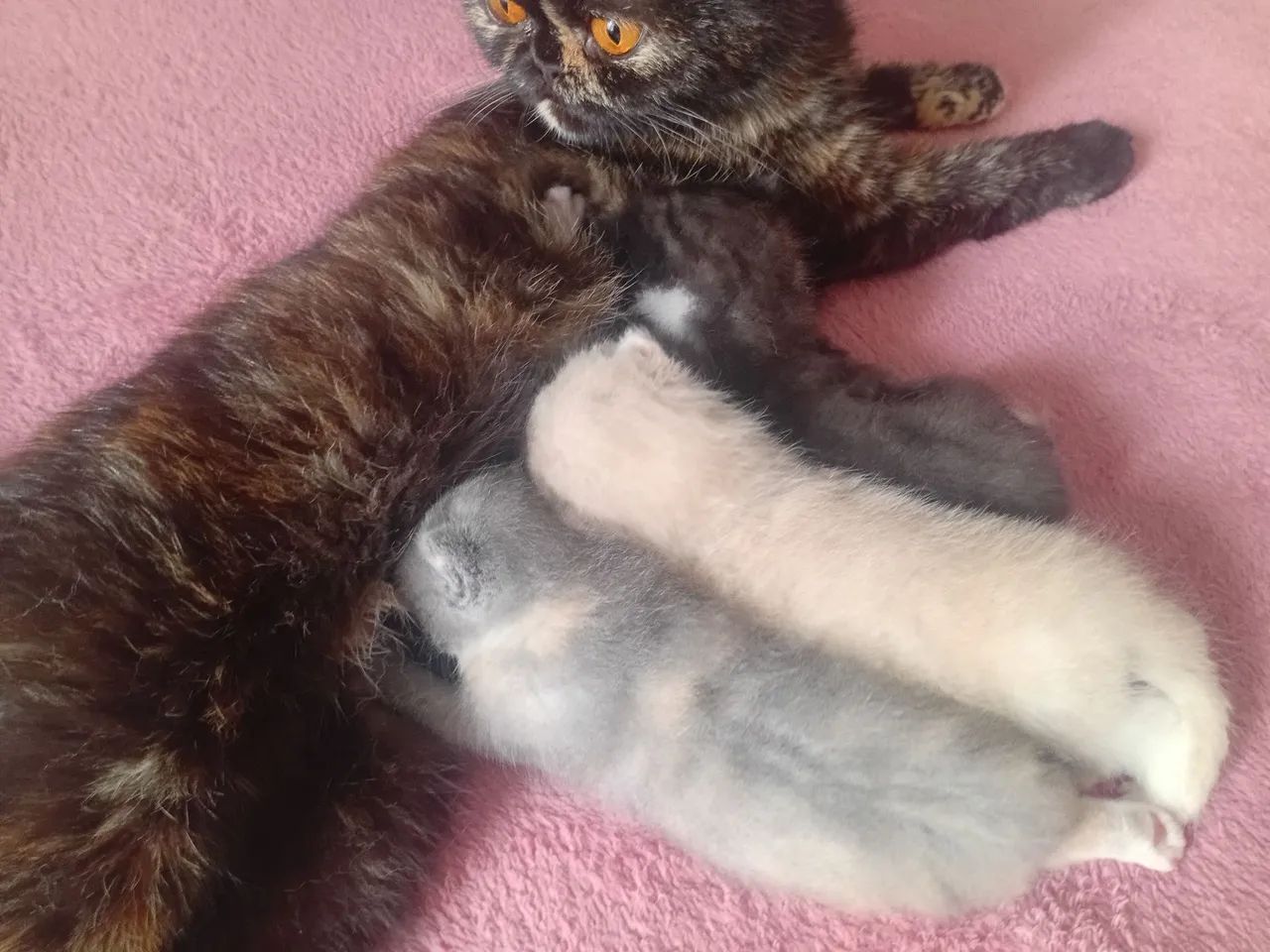 Gata exótica!