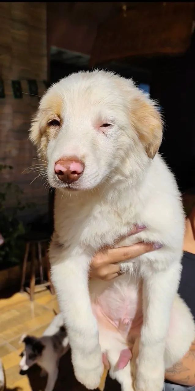 BORDER COLLIE  - Foto 3