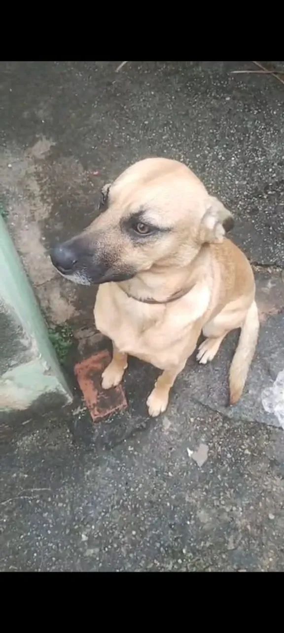 Doa se cachorrinha 