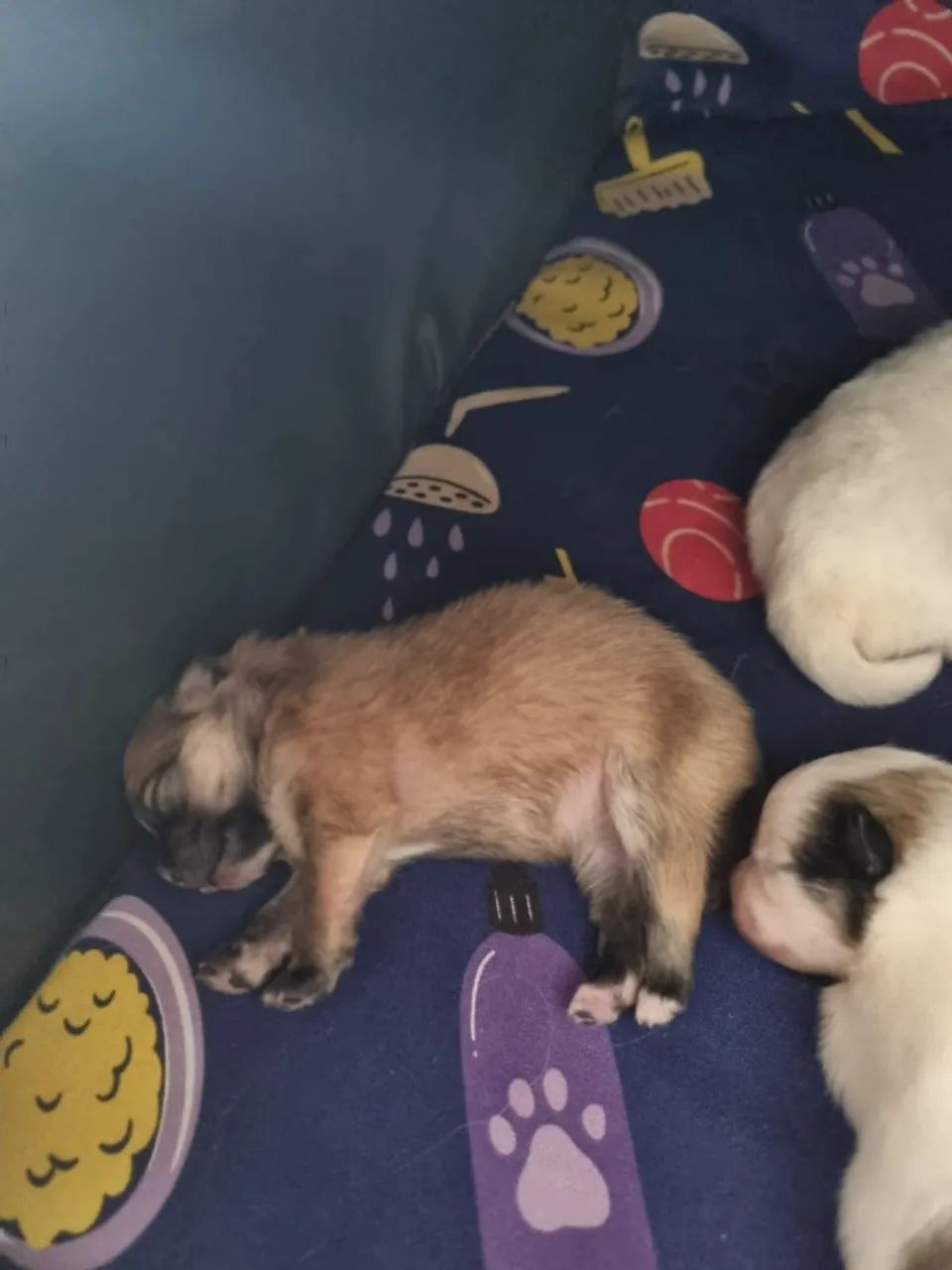 Vendo filhotes Spitz Alemão - Foto 4