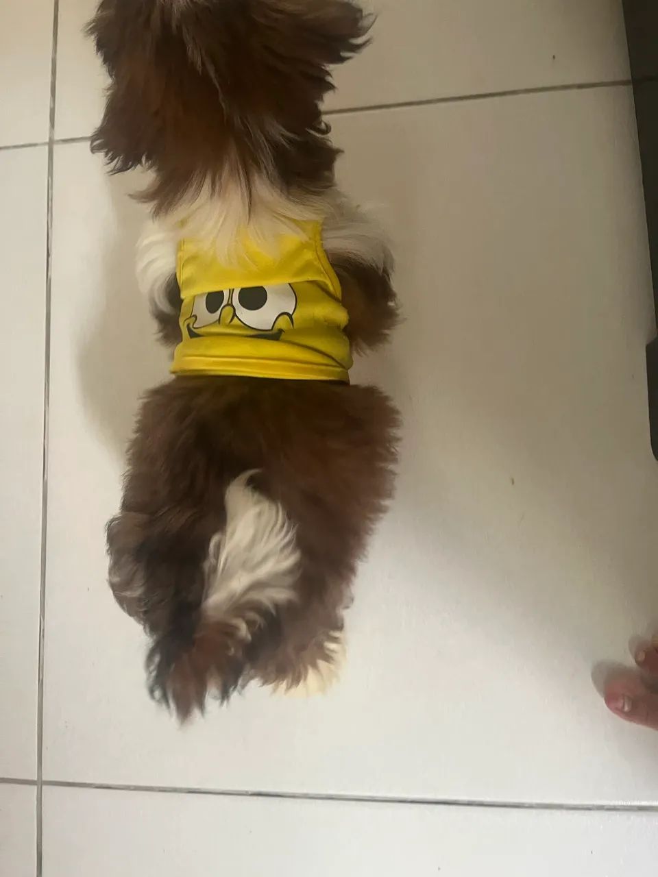 Filhote shih tzu - Foto 4