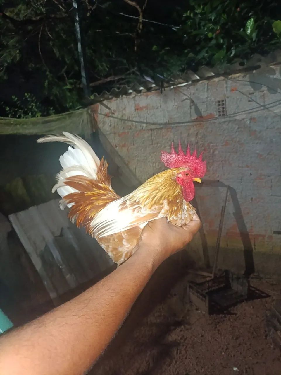 Galinho Mini  - Foto 5