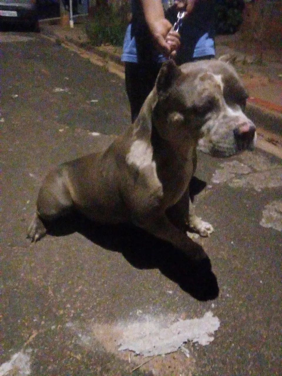 Vende se american bully - Foto 3