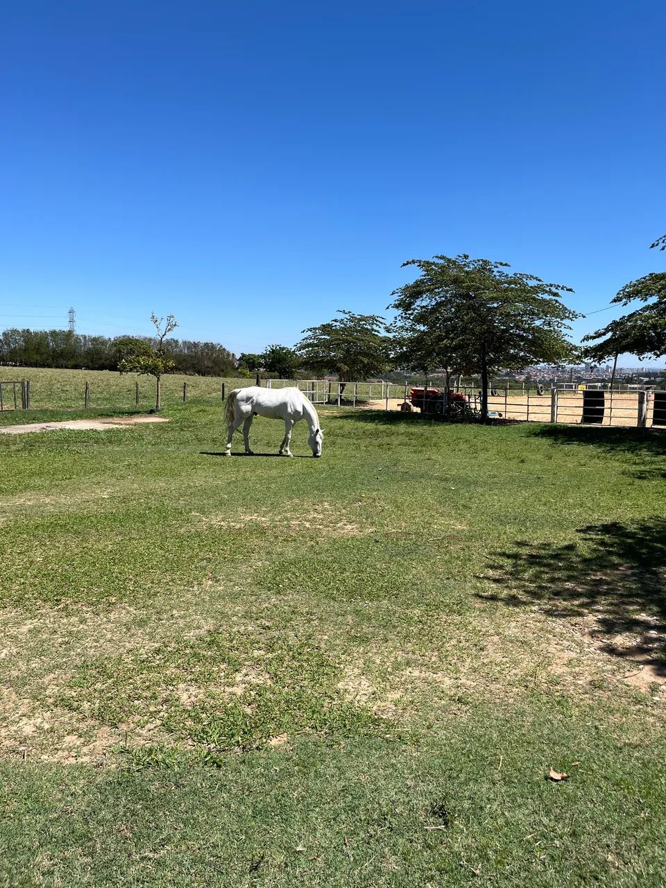 Cavalo Três Tambores   - Foto 5