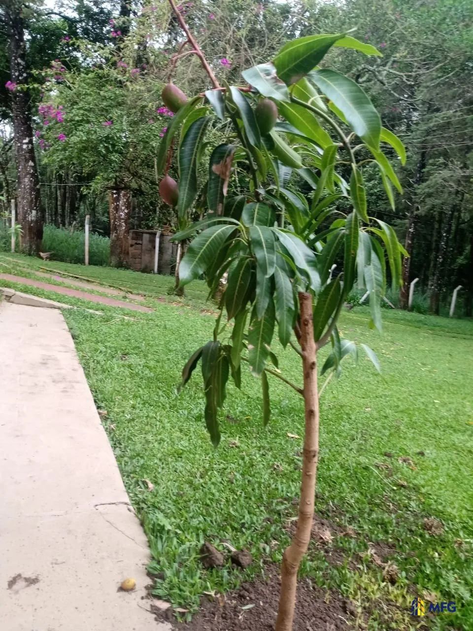 Chácara à Venda - Bairro Caetezal - Piedade/SP - Foto 3
