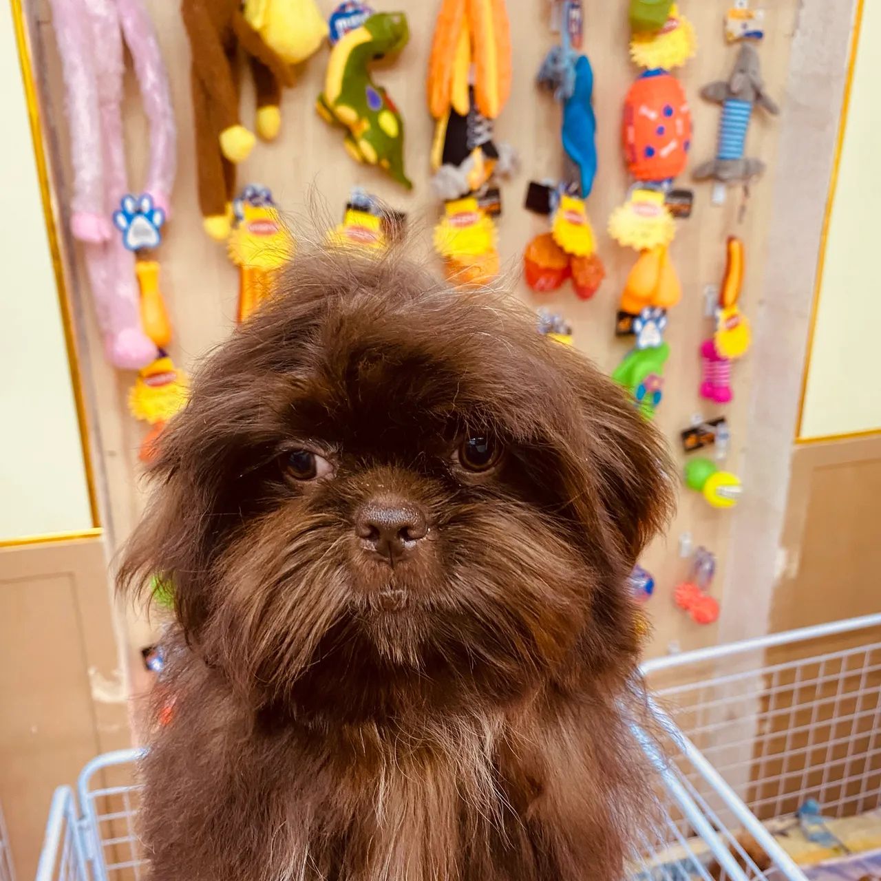 Shihtzu Chocolate 