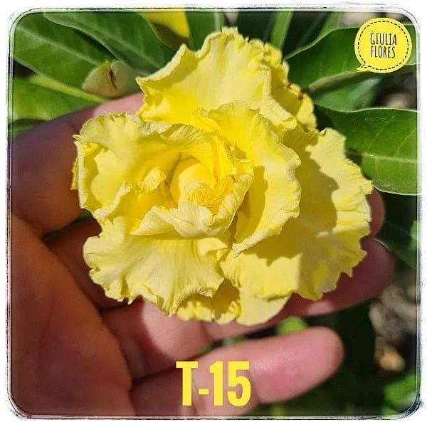 Rosa do deserto 
