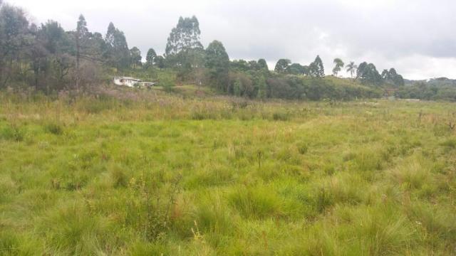 Área à venda, 103000 m² por r$ 700.000,00 - borda do campo - são josé dos pinhais/pr - Foto 6