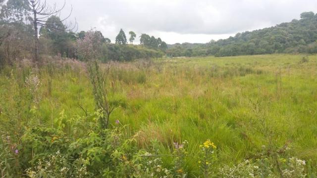 Área à venda, 103000 m² por r$ 700.000,00 - borda do campo - são josé dos pinhais/pr - Foto 2